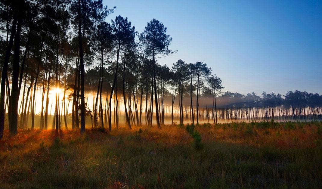 1-foret-landes.jpg