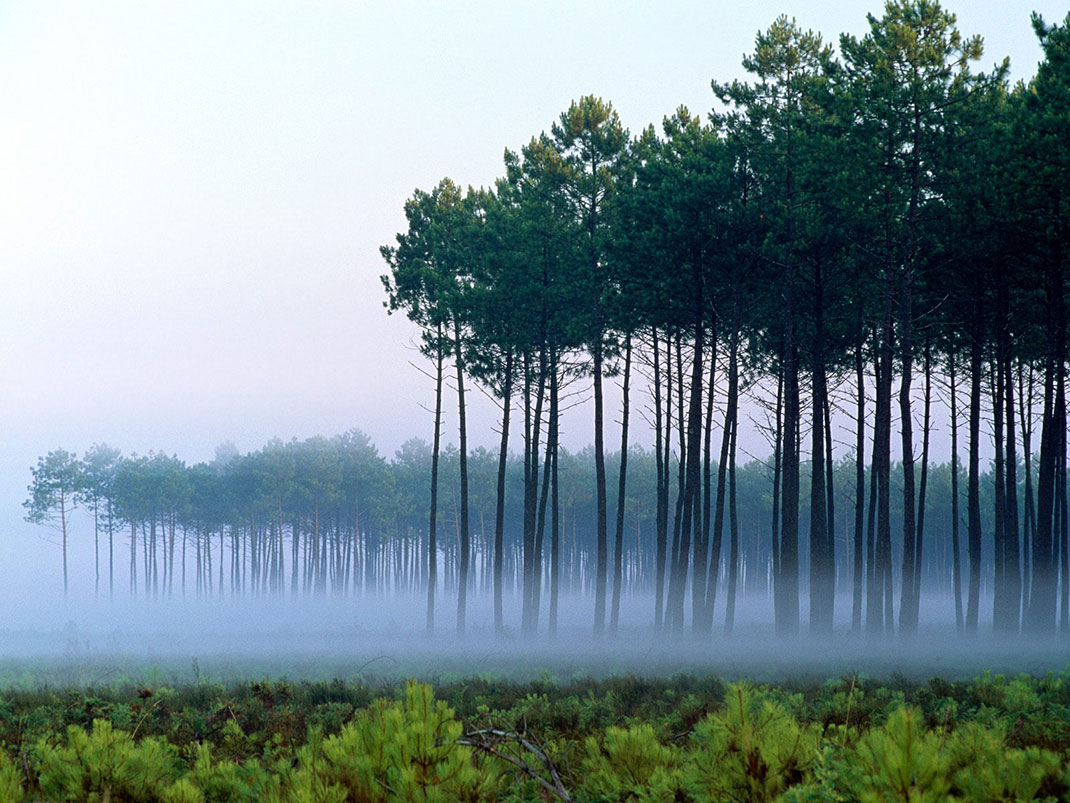 2-foret-landes.jpg