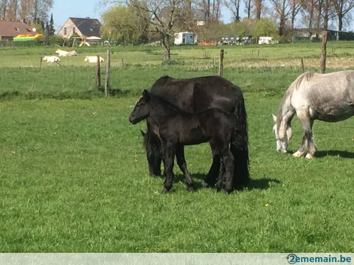 289822420_2-poulains-et-pouliches-de-trait-percheron-2016.jpg