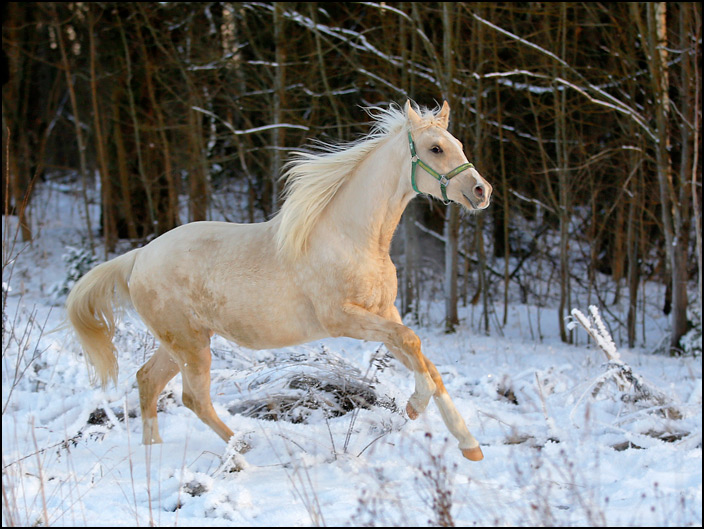 4899_galop.jpg