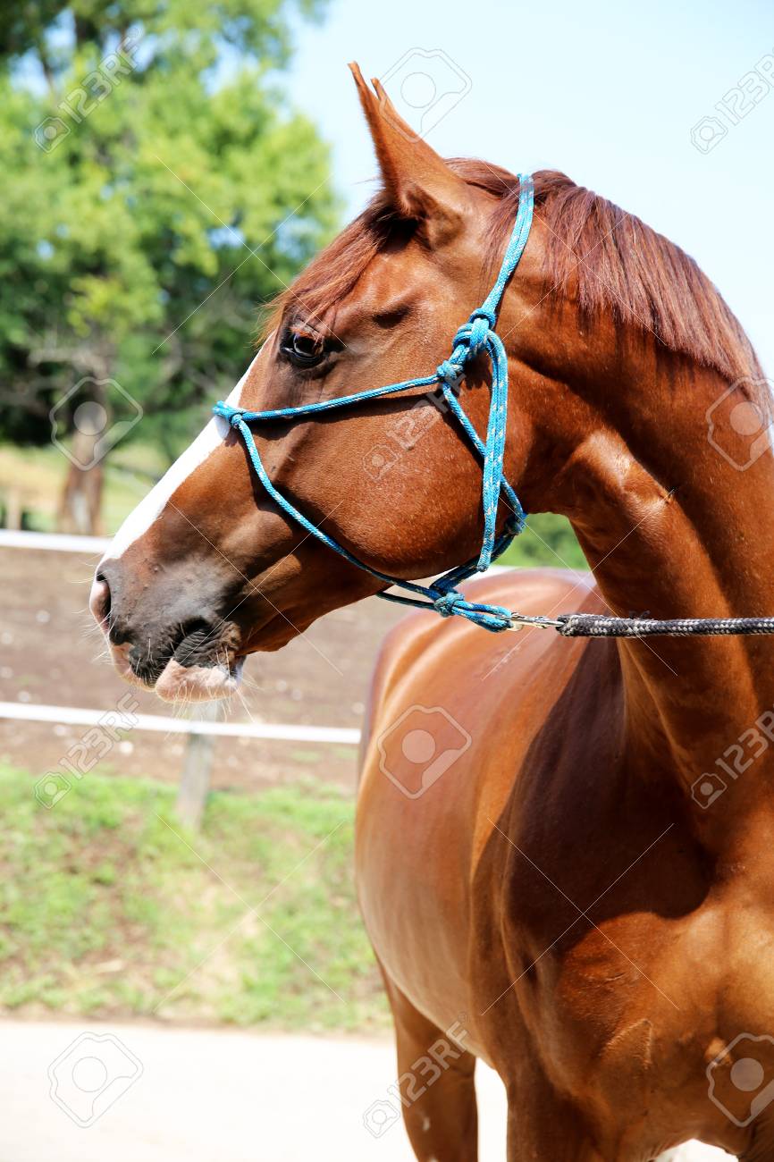 60776881-purebred-young-hungarian-gidran-horse-standing-at-rural-horse-farm.jpg