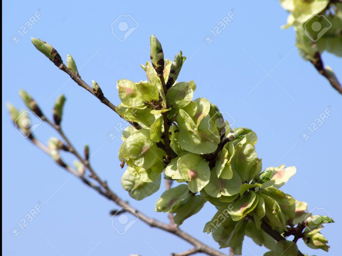 77085740-orme-rouge-ulmus-rubra-dans-la-forêt-.jpg