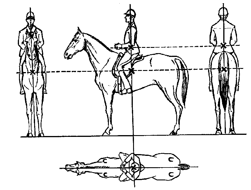 Соотношение лошадиных. Посадка всадника на лошади схема. Правильная посадка всадника на лошади. Посадка всадника на лошади выездка. Правильная посадка всадника в седле.