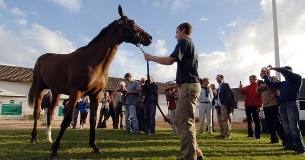 945755_3_3ff7_vente-d-un-yearling-a-deauville-en-aout-2007.jpg