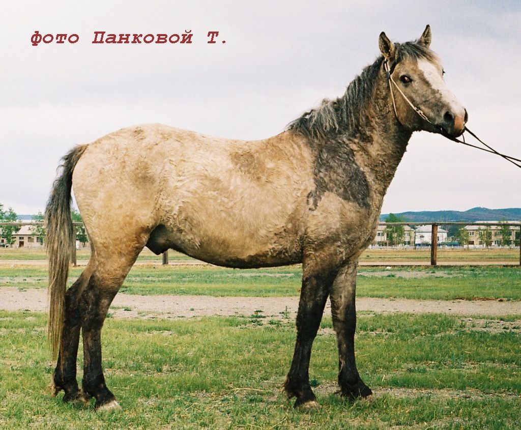 Арахлей, курчавый забайкалец, используется в прокате в КСК Прадар.jpg