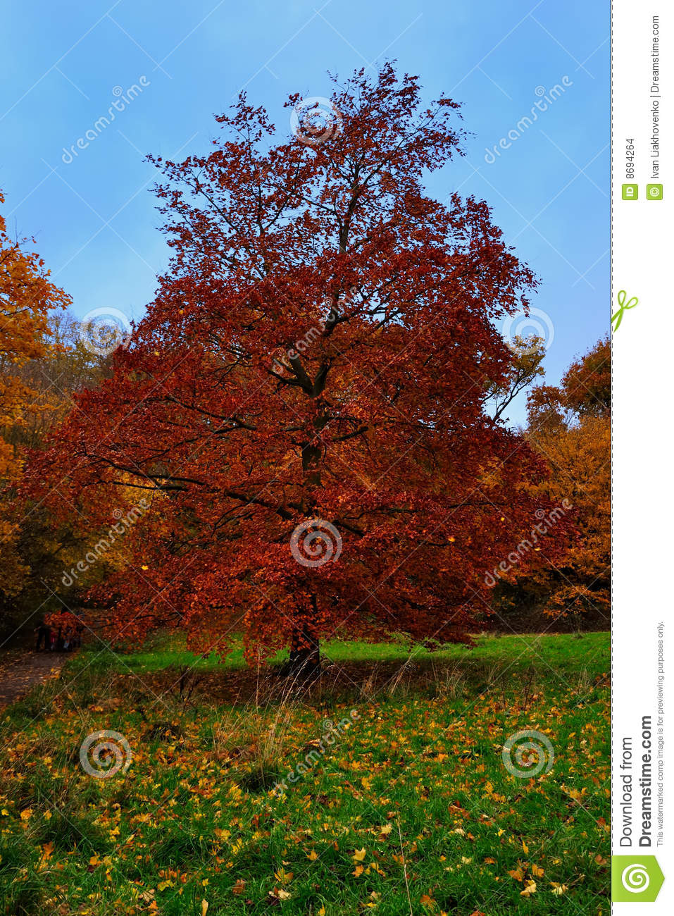 arbre-d-orme-rouge-8694264.jpg