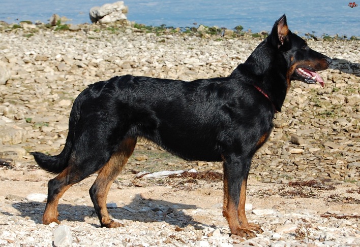 beauceron-dog-on-beach-wallpaper.jpg