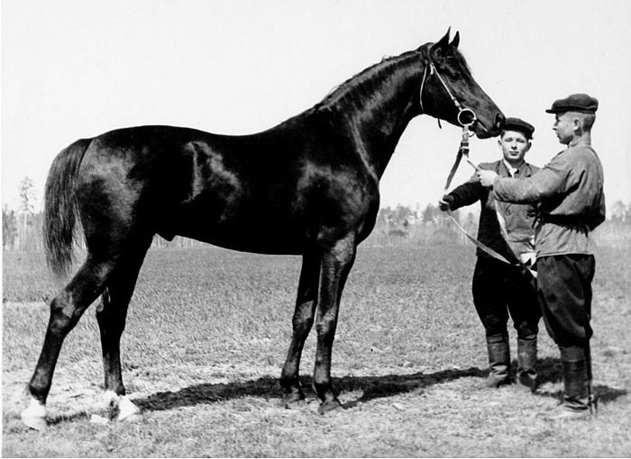 beduin-1947-braslet-begonija-jpg.259878