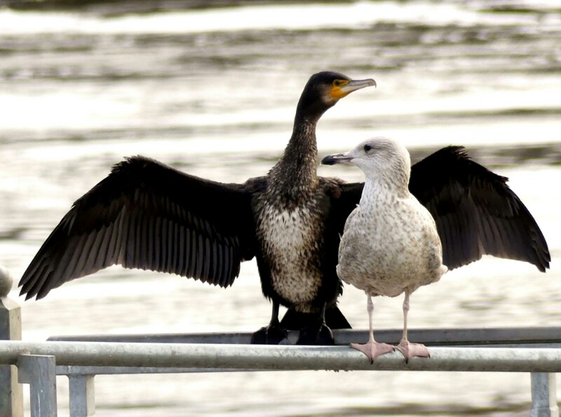 birds-river-wildlife-fence-beak-Panasonic-cormorant-beautiful-flickr-bird-gull-hff-pair-lumix-...jpg