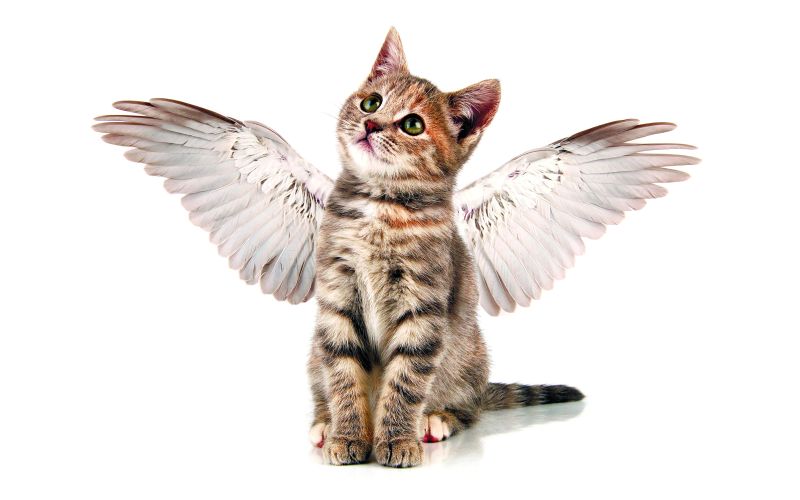 Cats_Angels_Kittens_487764_2880x1800.jpg