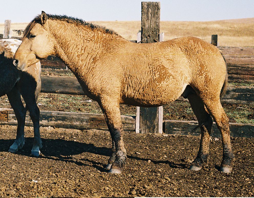 Чемпион 11 гн-саврасый 2001 г.р. ( Чингиз - коб № 5-91 гн.саврасая ).jpg