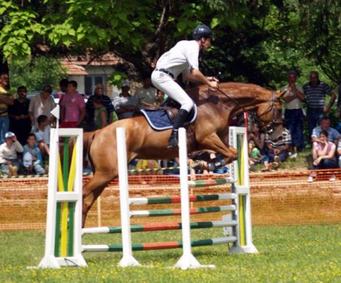 cheval-gidran-en-saut-d-obstacle,raceDeChevaux,366,image4,fr1392067625,H400.jpg