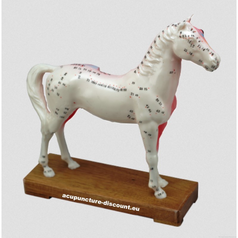 cheval-modele-points-d-acupuncture.jpg