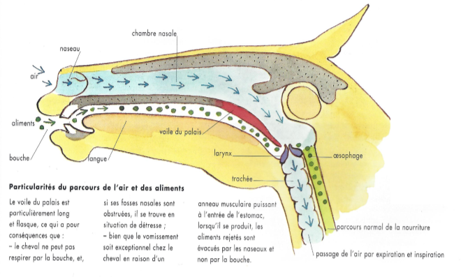 cheval-respiration.png