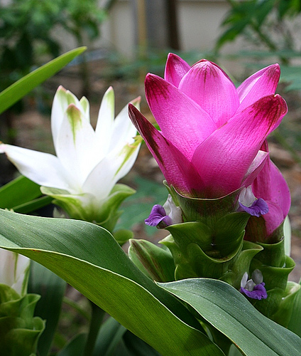 Curcuma alismatifolia.jpg