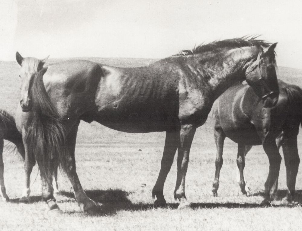 Далай-Лама рыж. 1931 г. (Дневник - Лина) дон. 160-162-189-20.jpg