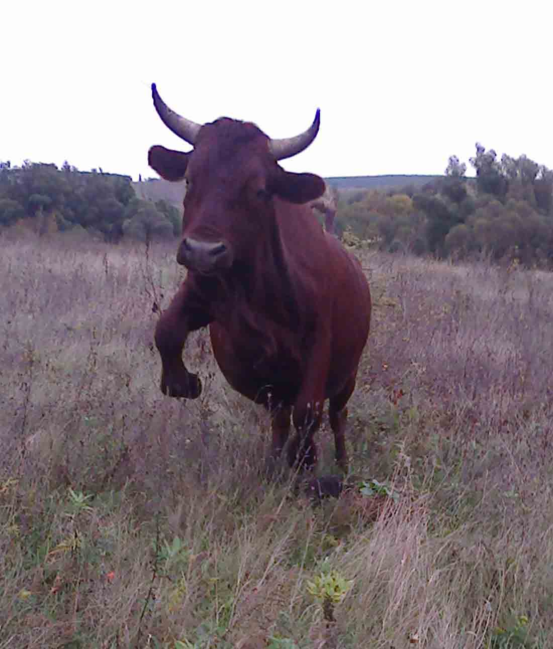 давно мечтала о такой фотке.jpg