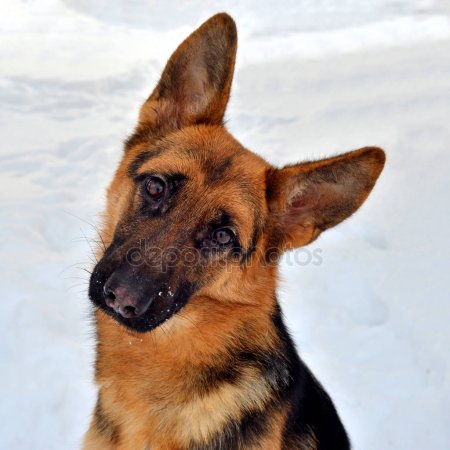 depositphotos_134146186-stock-photo-german-shepherd-at-winter-sunny.jpg