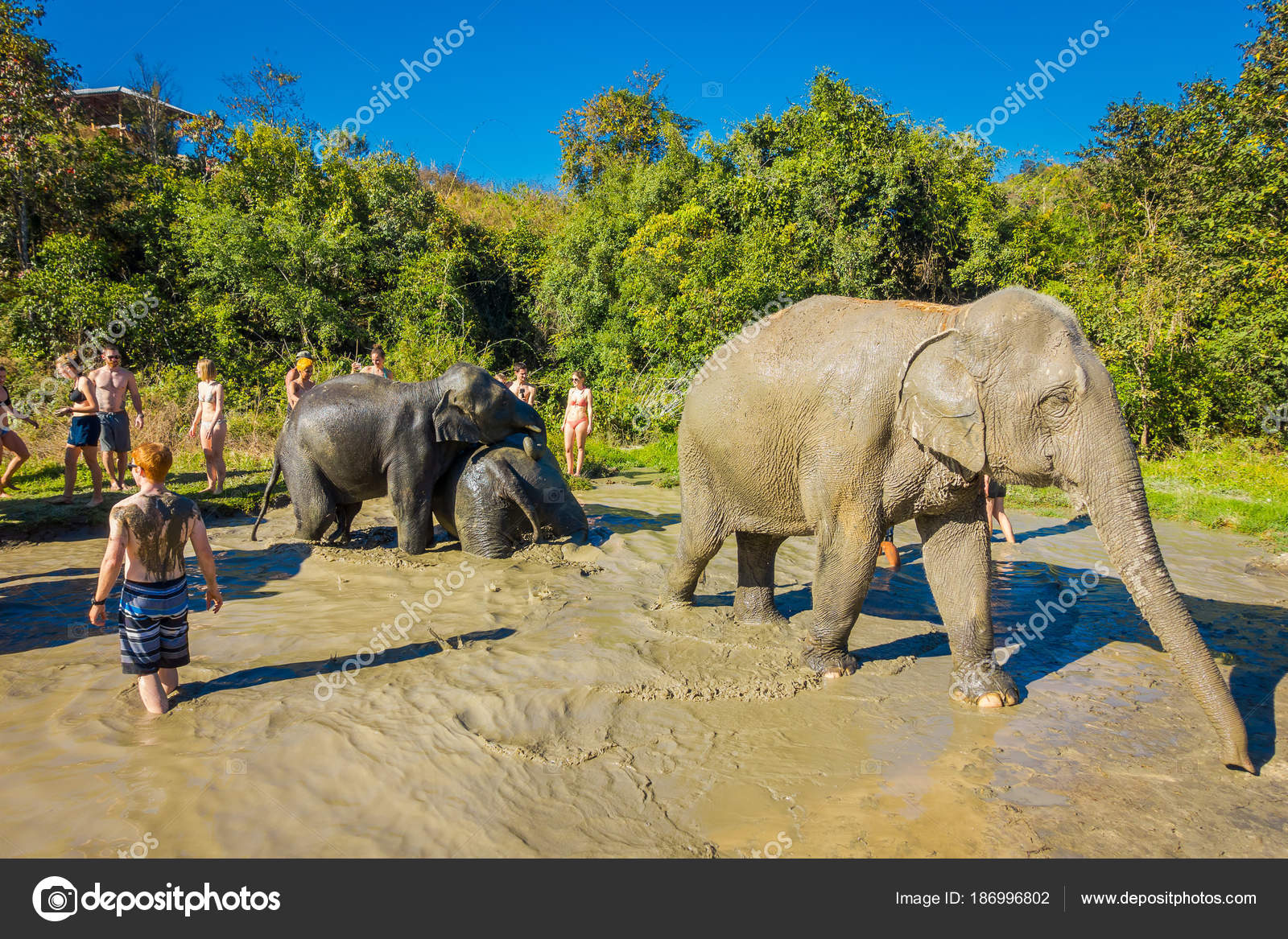 depositphotos_186996802-stock-photo-chiang-rai-thailand-february-01.jpg