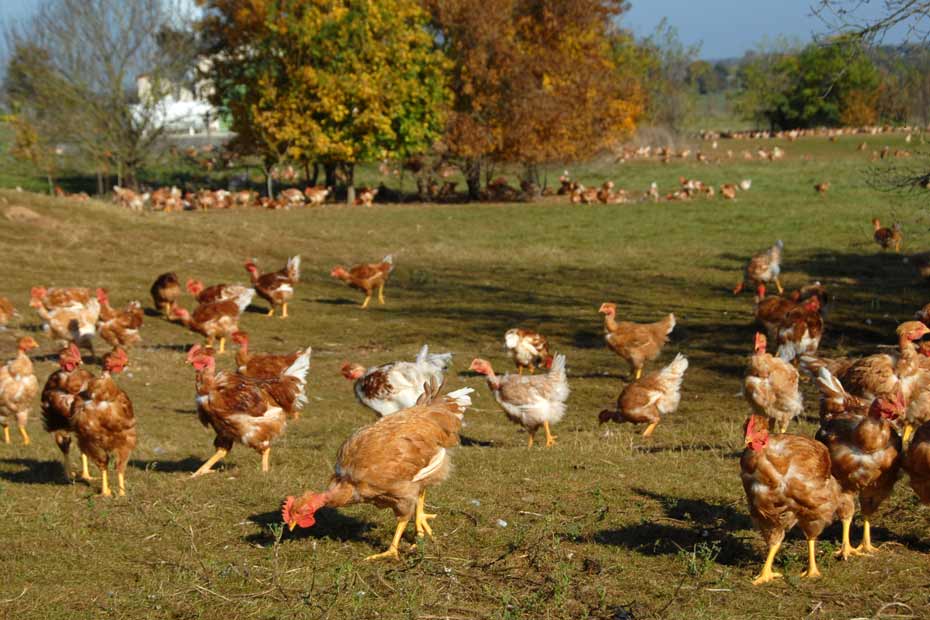 Des-SMS-pour-prevenir-les-vols-de-poulets-de-Loue.jpg