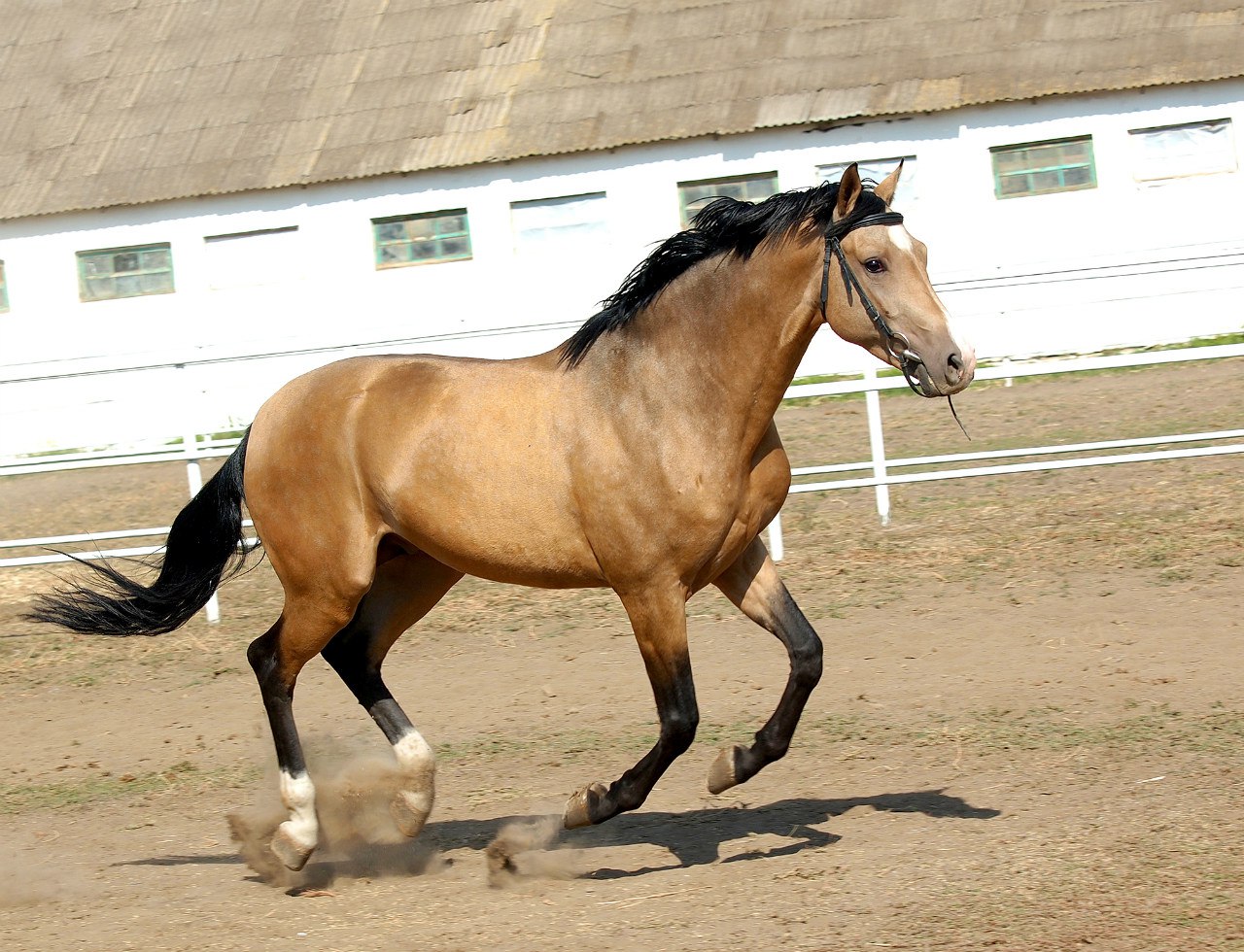 Ганноверская лошадь Буланая