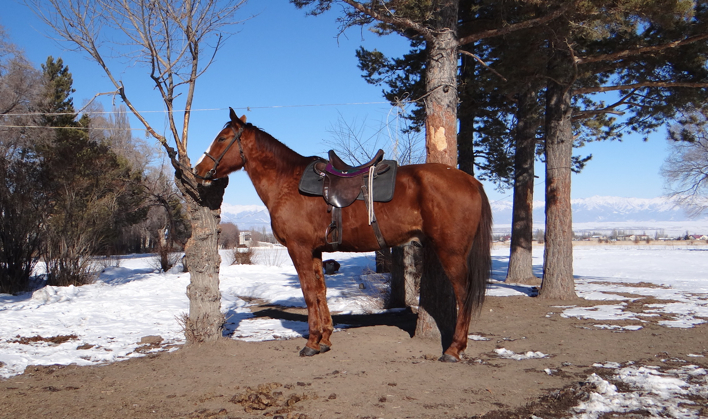 donchak karakol560.jpg