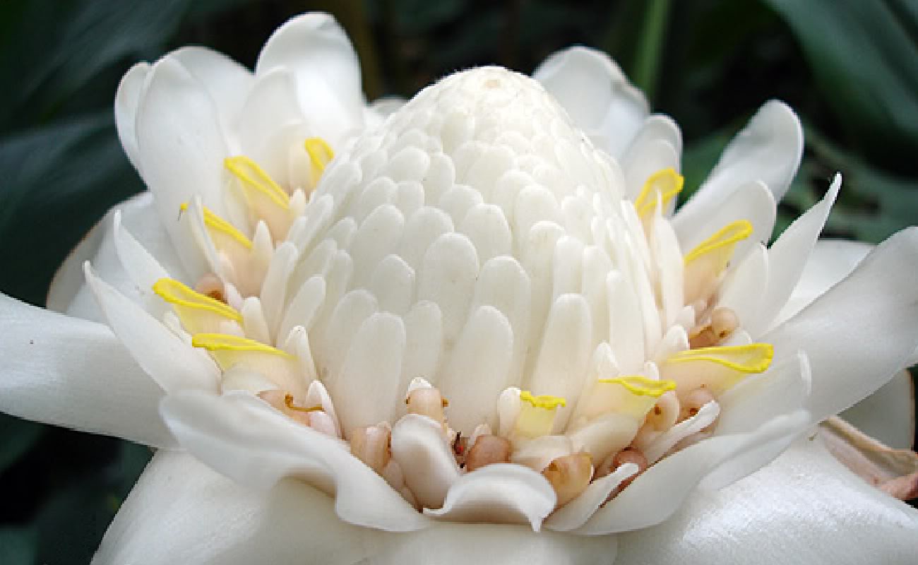 E_wht_Torch_Ginger_0004.jpg