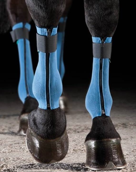 Equi-Crown Blue legs.jpg