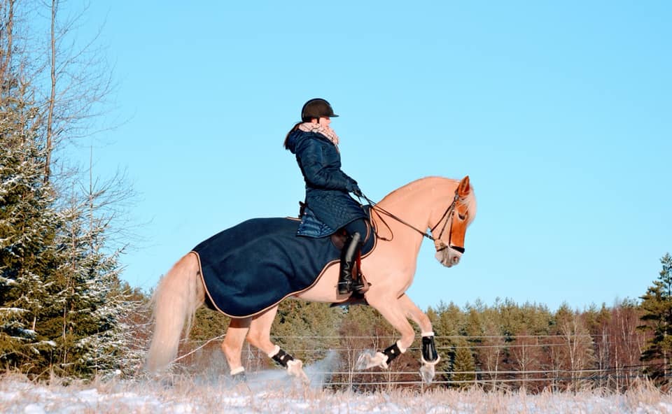 Finnish-horse.jpg