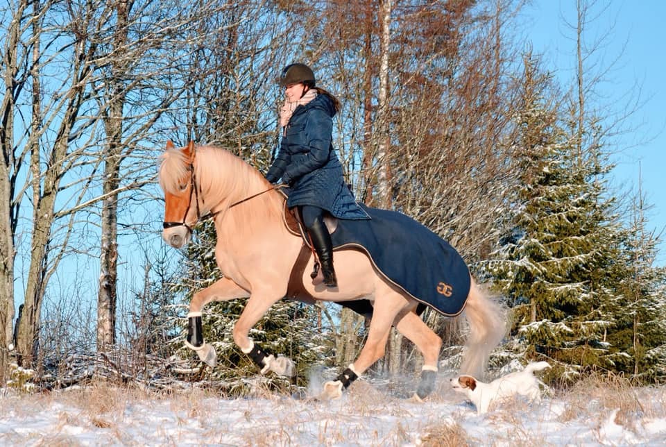 Finnish-horse2.jpg