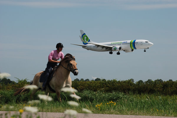 fjord_horse_vs__airplane_by_marisz.jpg