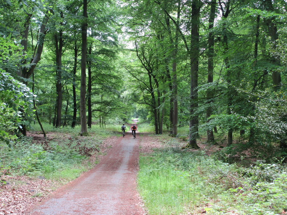 foret-compiegne.jpg