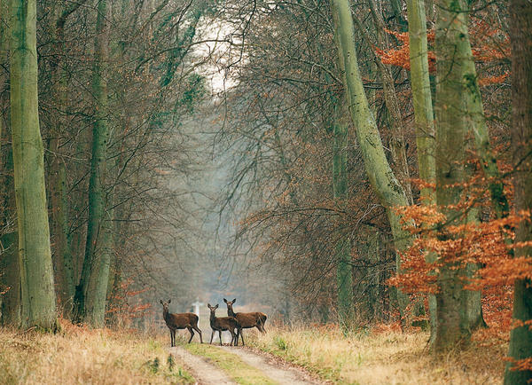 Foret-domaniale-de-Compiegne_reference.jpg