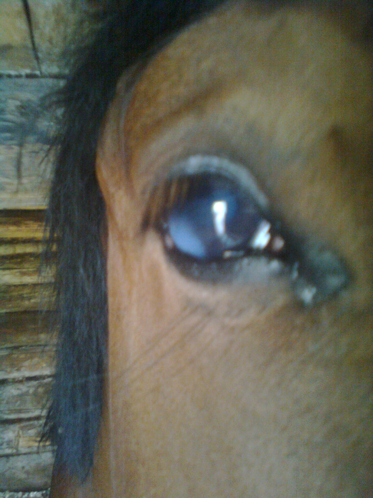 Установка внутрисклерального силиконового протеза у лошади после эвисцерации глазного яблока