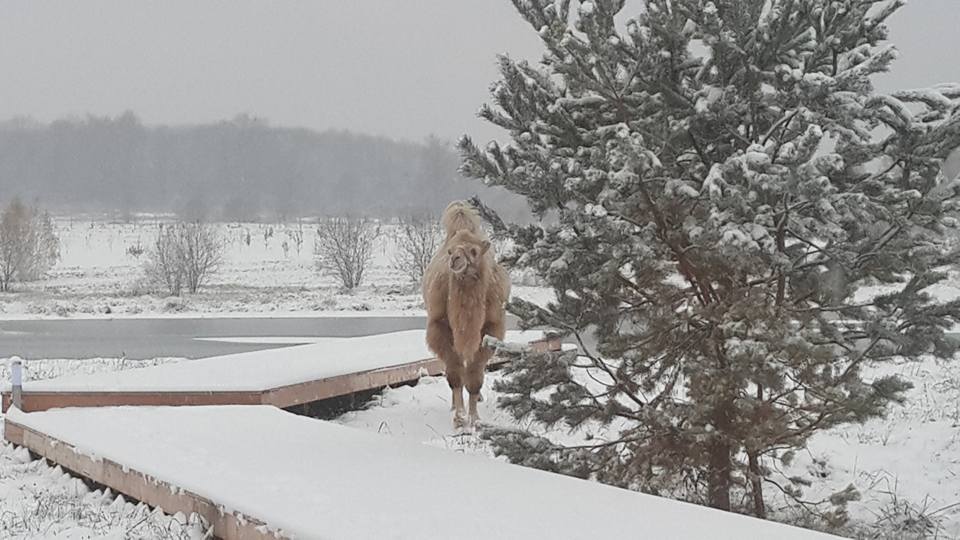 Гавр и первый снег.jpg