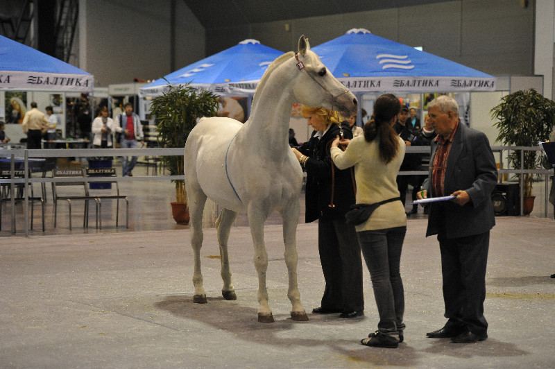 Гнев_(Наган-Гусарка)_1_иппосфера-2011.jpg