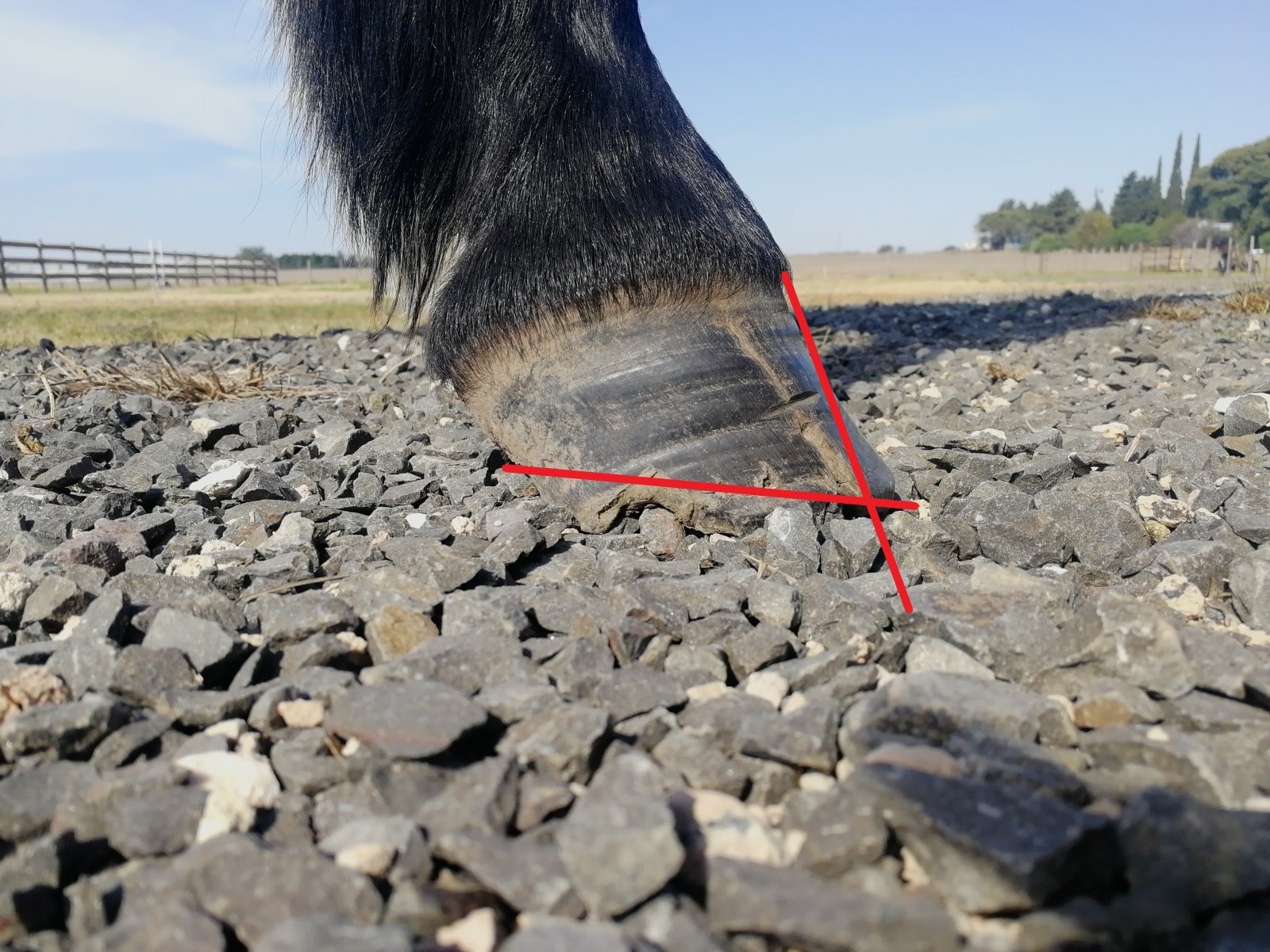 hoof1.jpg