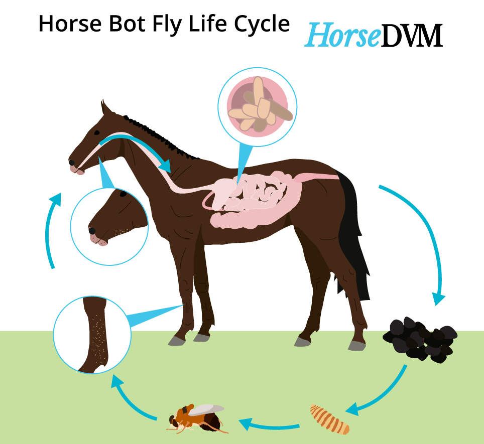 horsedvm-botfly-life-cycle.png