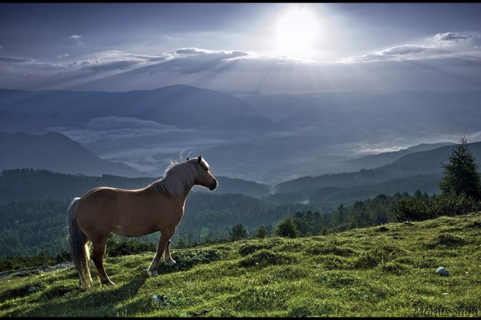 horses-zebras-1.jpg