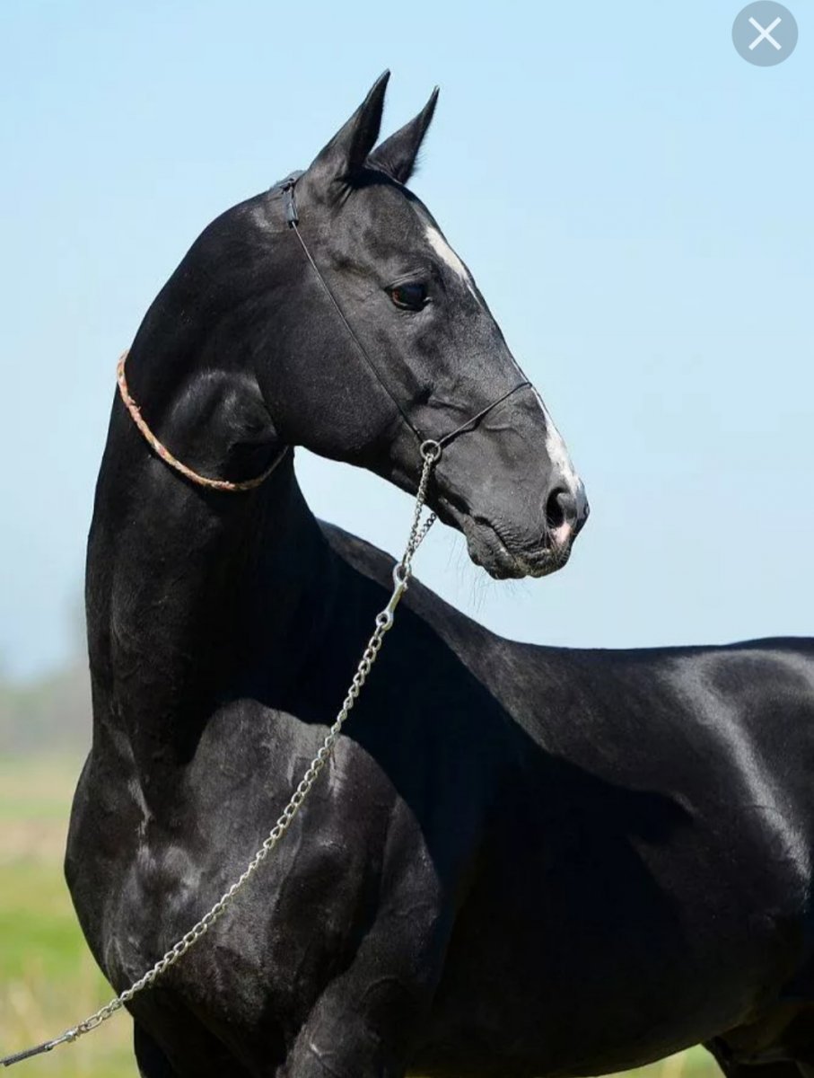 Лошадь ахалтекинец Тохтамыш