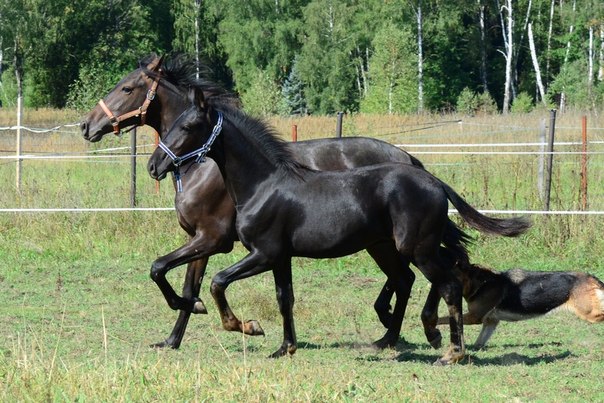 Карьно и Орфей.jpg