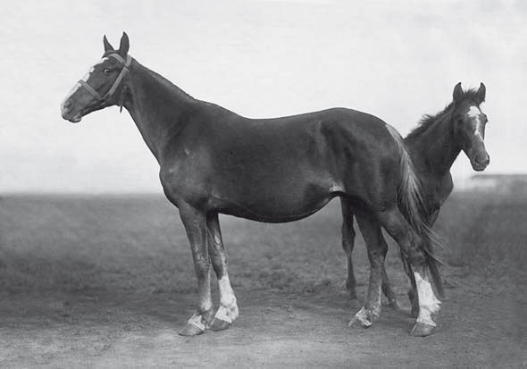 Клевета (Лакей – Кира), р. 1918 г., рыж. коб. Прилепского зав..jpg