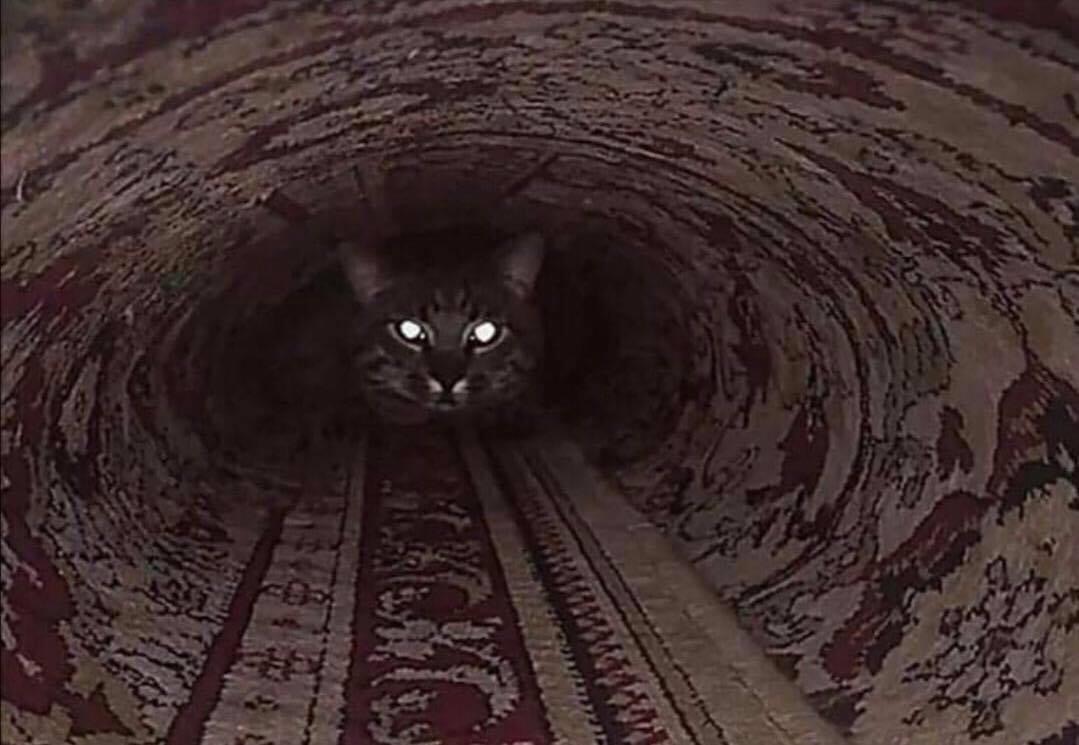 котопоезд.jpg