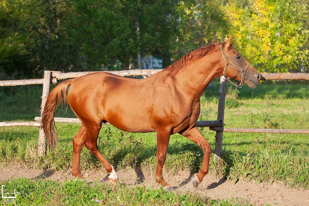 Продам - Донские жеребцы. МО, Истринский район | Prokoni.ru