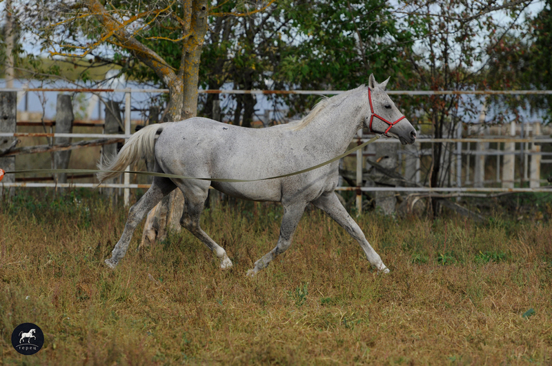 лого Браслет_DSC0235.jpg