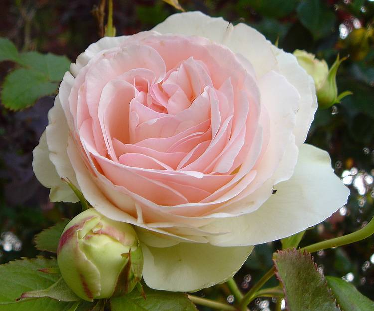 macro-Rosa-Pierre-de-Ronsard.jpg