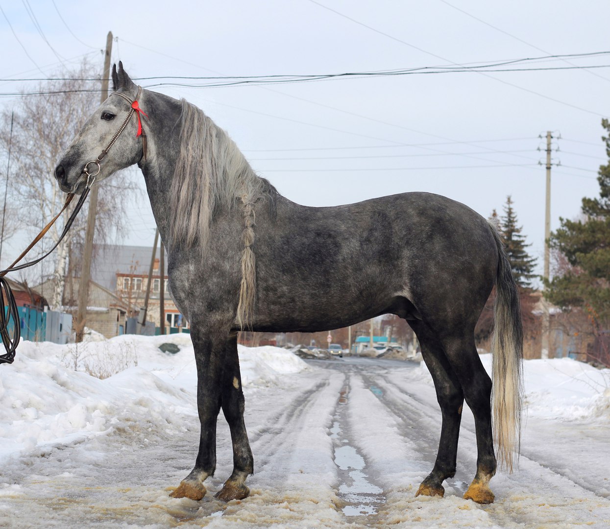 Продам жеребцов