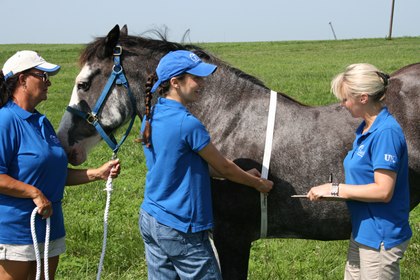 measuring-horses-weight-1.jpg