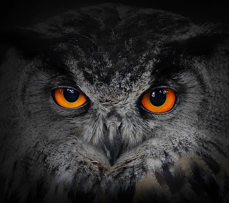 nature-owl-wallpaper-preview.jpg