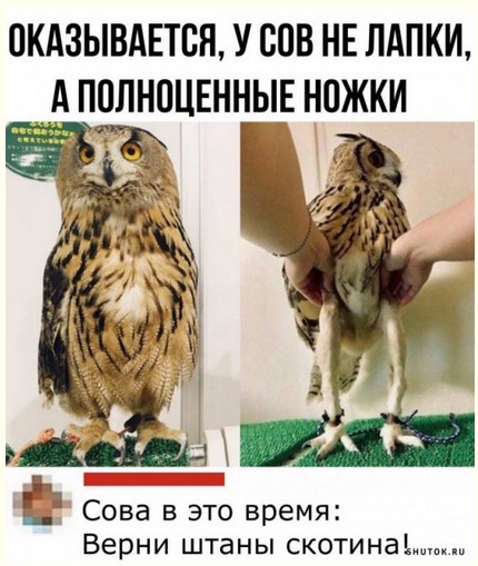 ножки совы.jpg